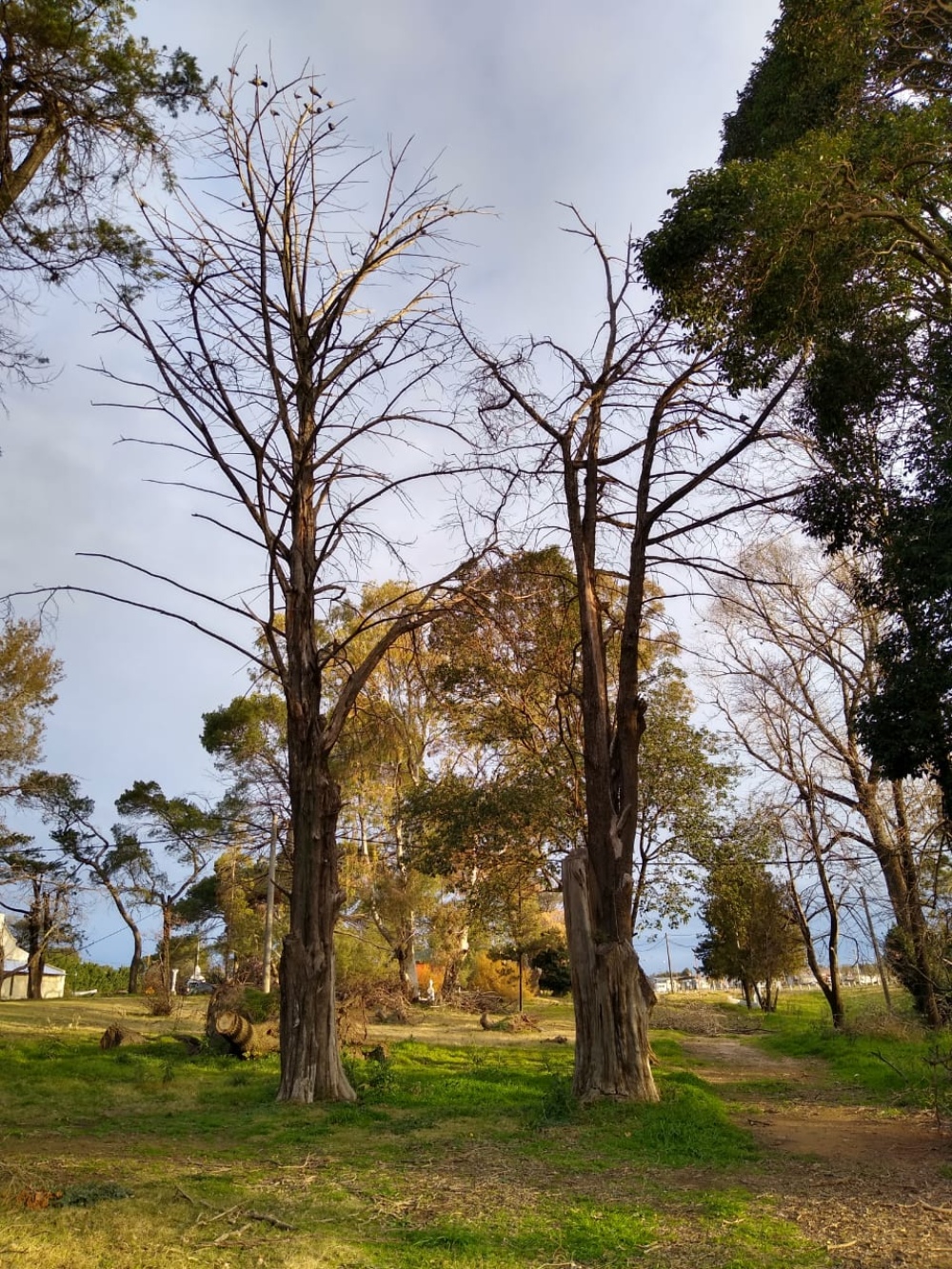 NOTARARIGO RECORRIÓ EL PARQUE POR LOS DAÑOS EN LA ARBOLEDA