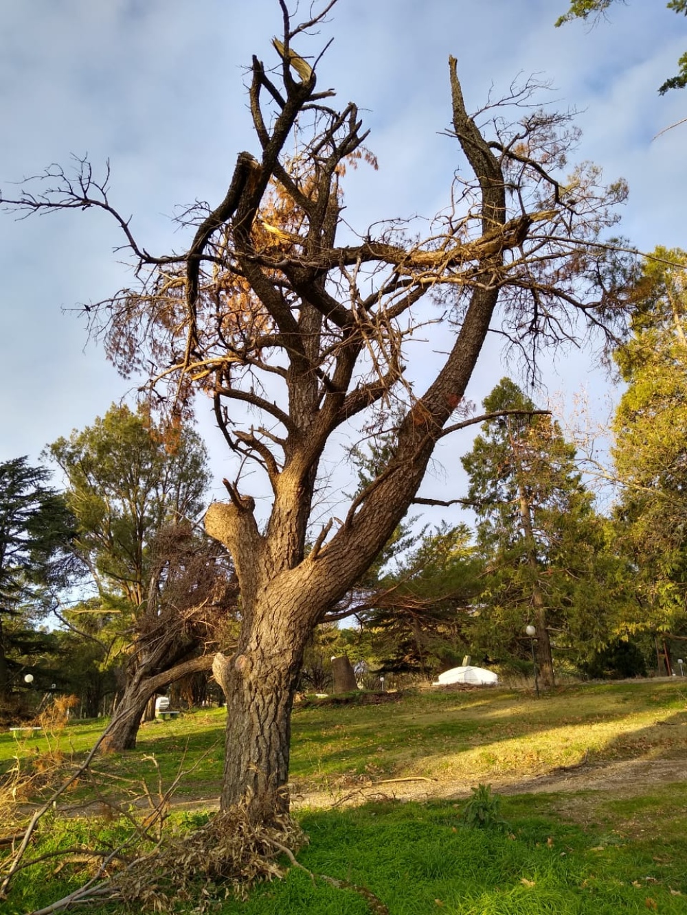 NOTARARIGO RECORRIÓ EL PARQUE POR LOS DAÑOS EN LA ARBOLEDA