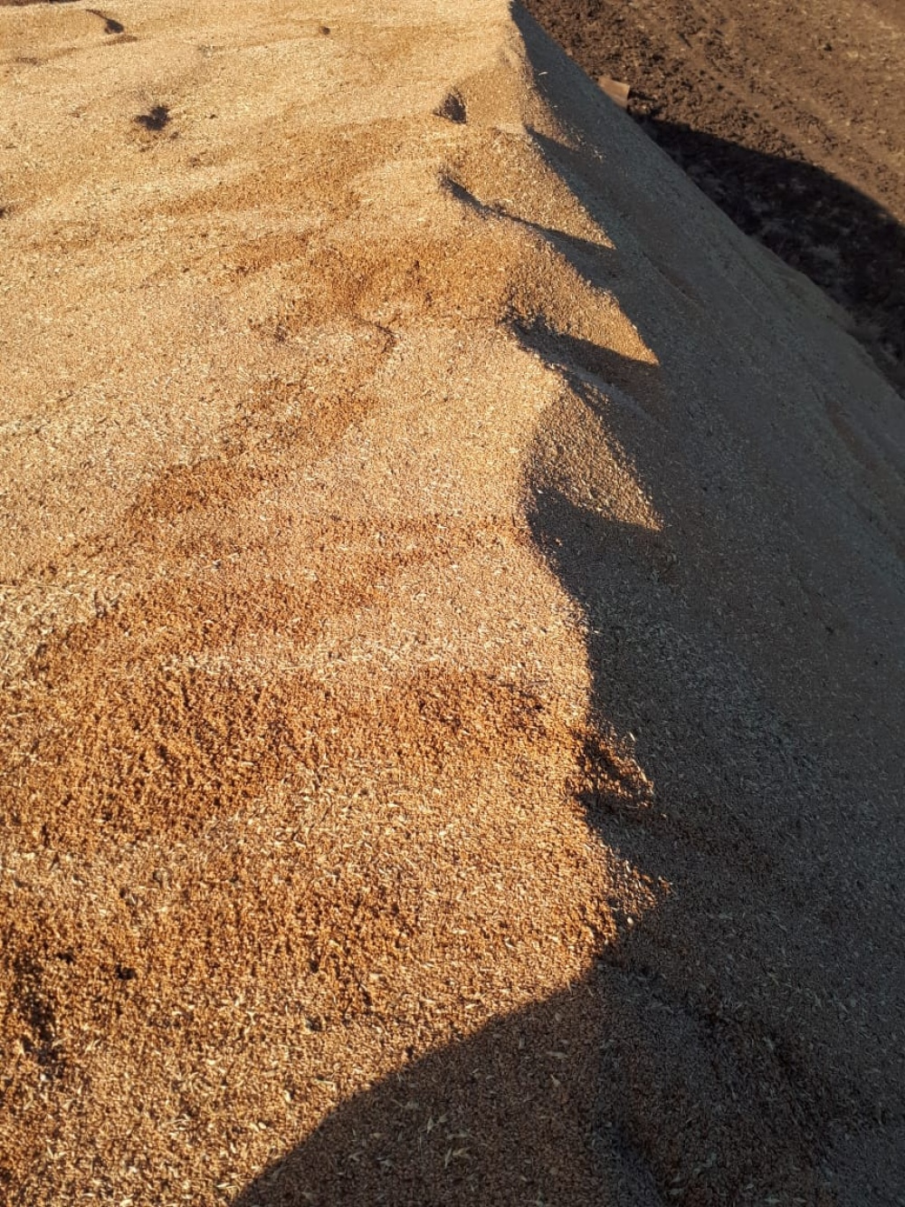 HECHO VANDALICO EN UN CAMPO DE SAAVEDRA