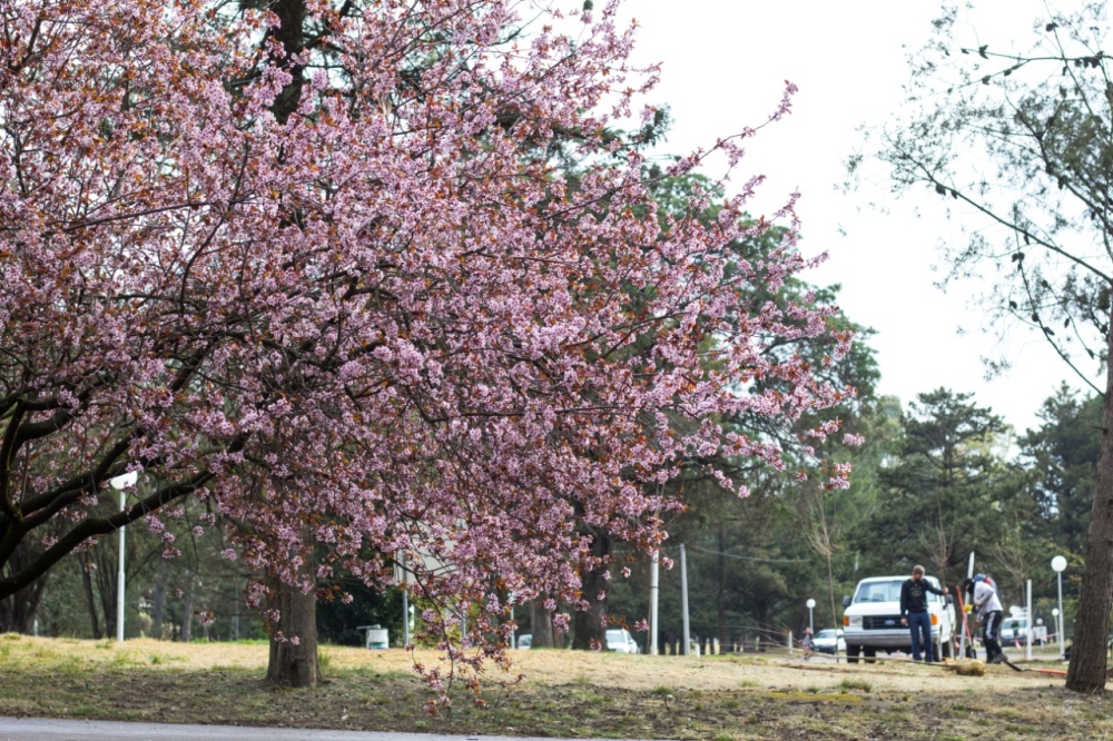 REFORESTAN EL PARQUE MUNICIPAL DE PIGÜÉ