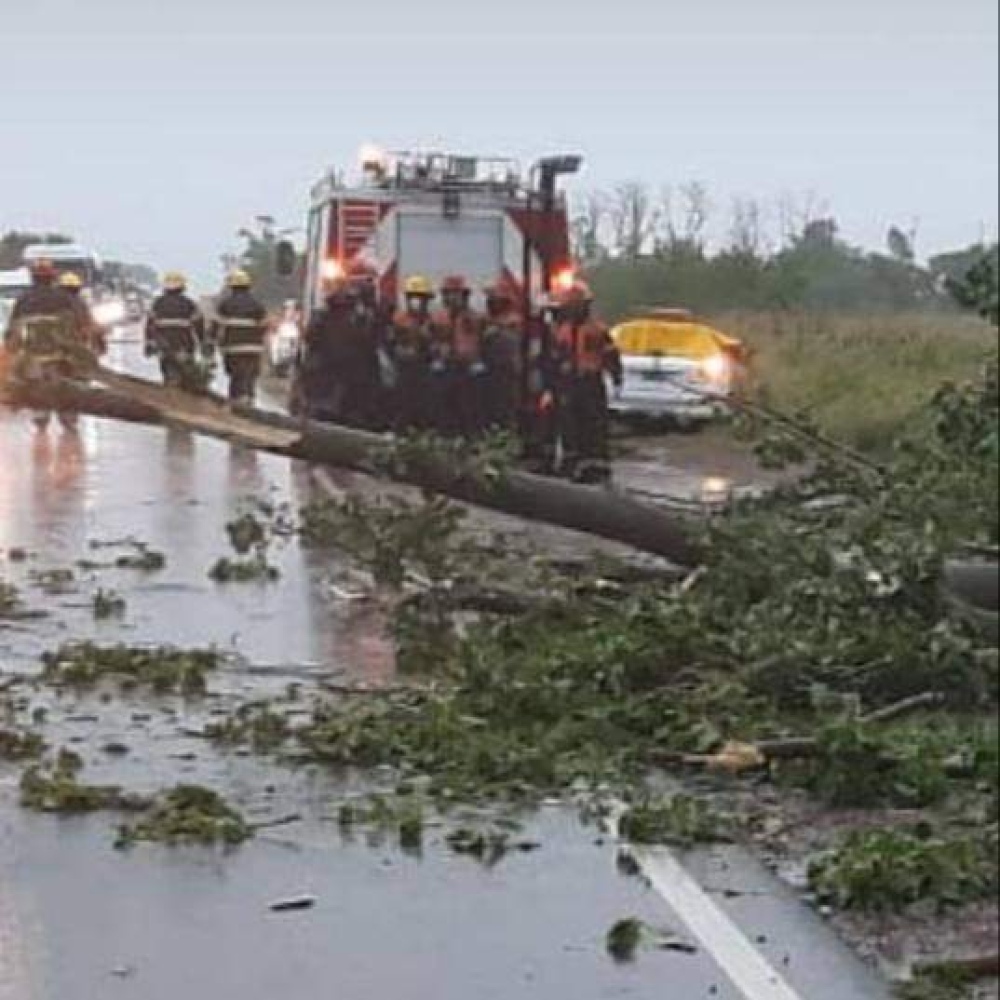 TRAGICO: VIAJABAN AYER POR RUTA 65, EL VIENTO LES TIRO UN ARBOL ENCIMA