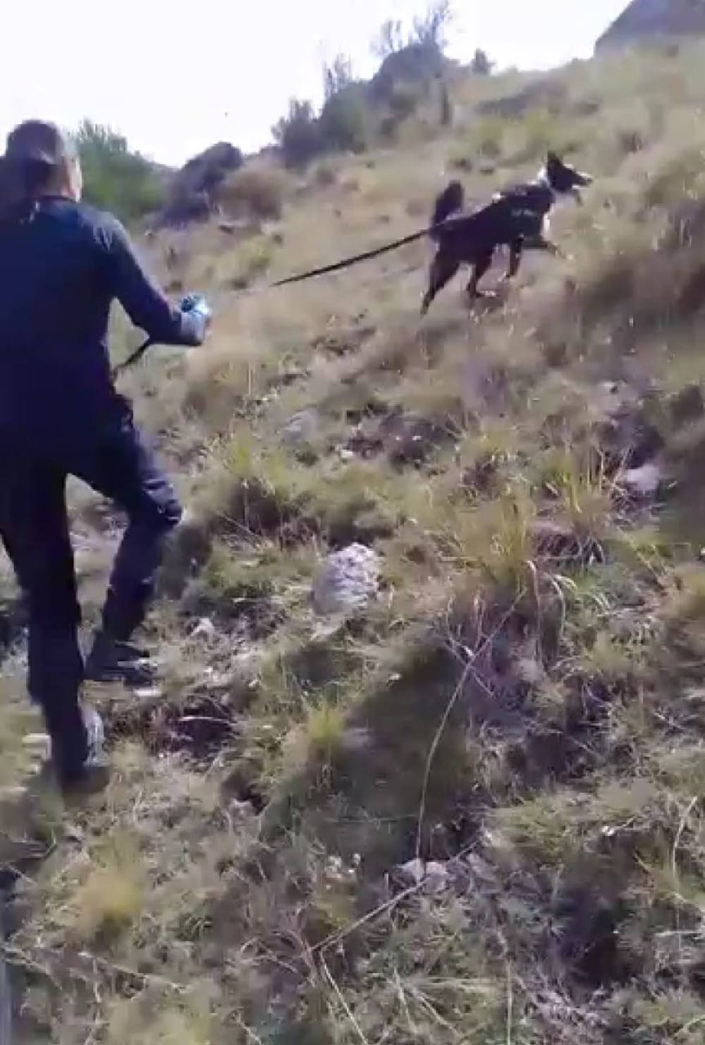 Excelente desempeño de la perra  Luz representando a Pigüé en un encuentro regional de canes detectores