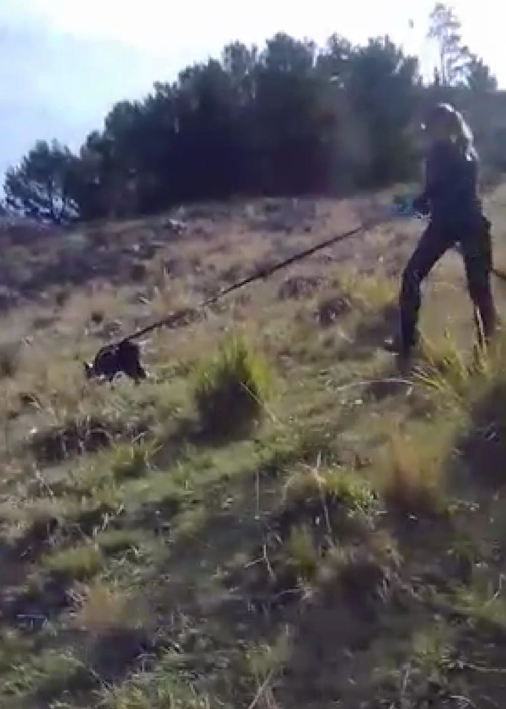 Excelente desempeño de la perra  Luz representando a Pigüé en un encuentro regional de canes detectores