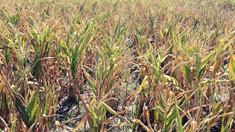 EMERGENCIA AGROPECUARIA