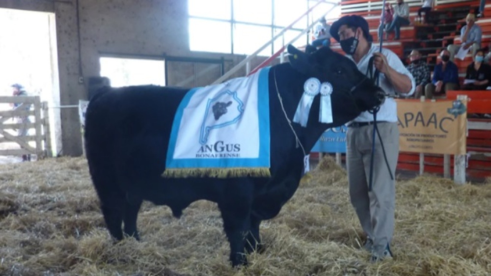 En Saavedra, el Reservado Gran Campeón Angus se vendió en $ 560 mil