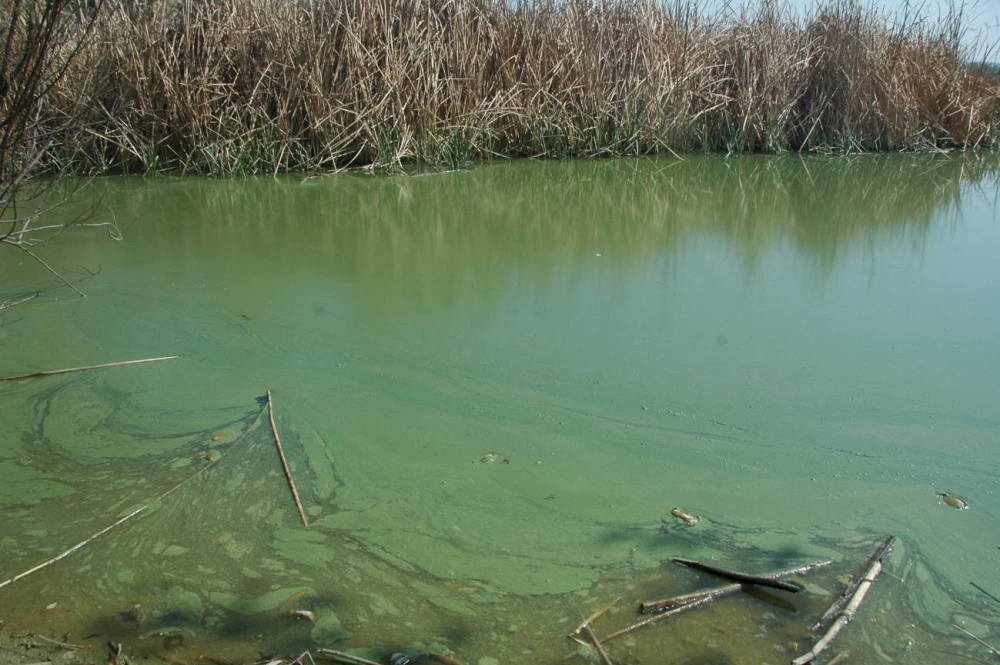 Salud advierte por la presencia de cianobacterias en aguas recreativas de Buenos Aires, Santa Fe, Entre Ríos y Córdoba