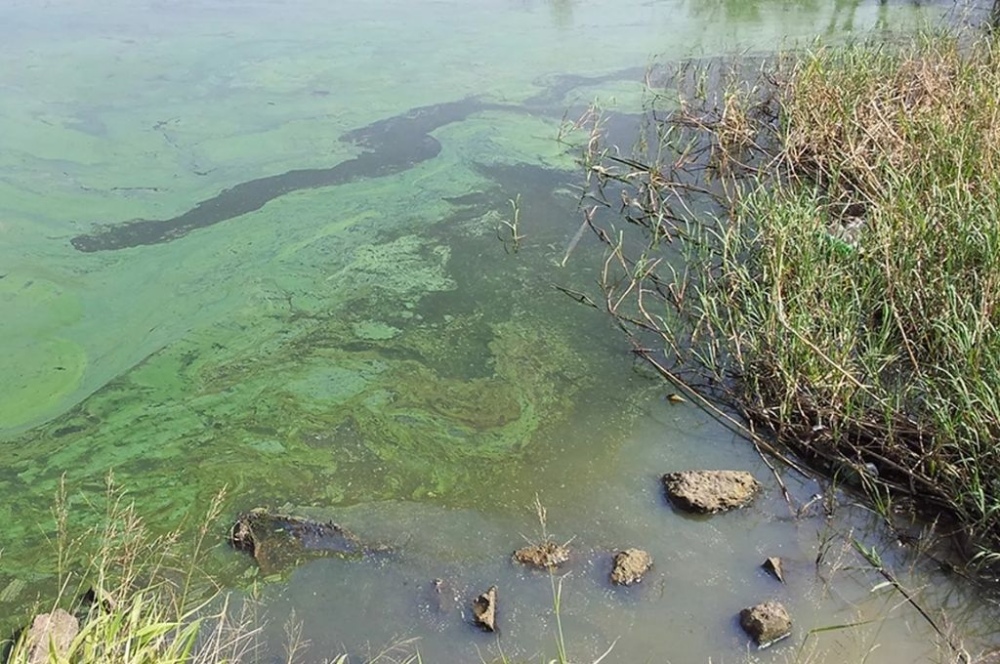 Salud advierte por la presencia de cianobacterias en aguas recreativas de Buenos Aires, Santa Fe, Entre Ríos y Córdoba