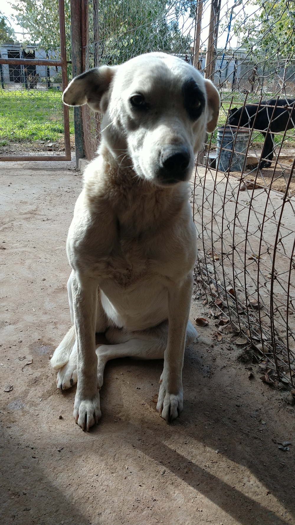 Por una denuncia sobre maltrato animal allanaron el refugio canino y el predio de la planta de reciclado municipal