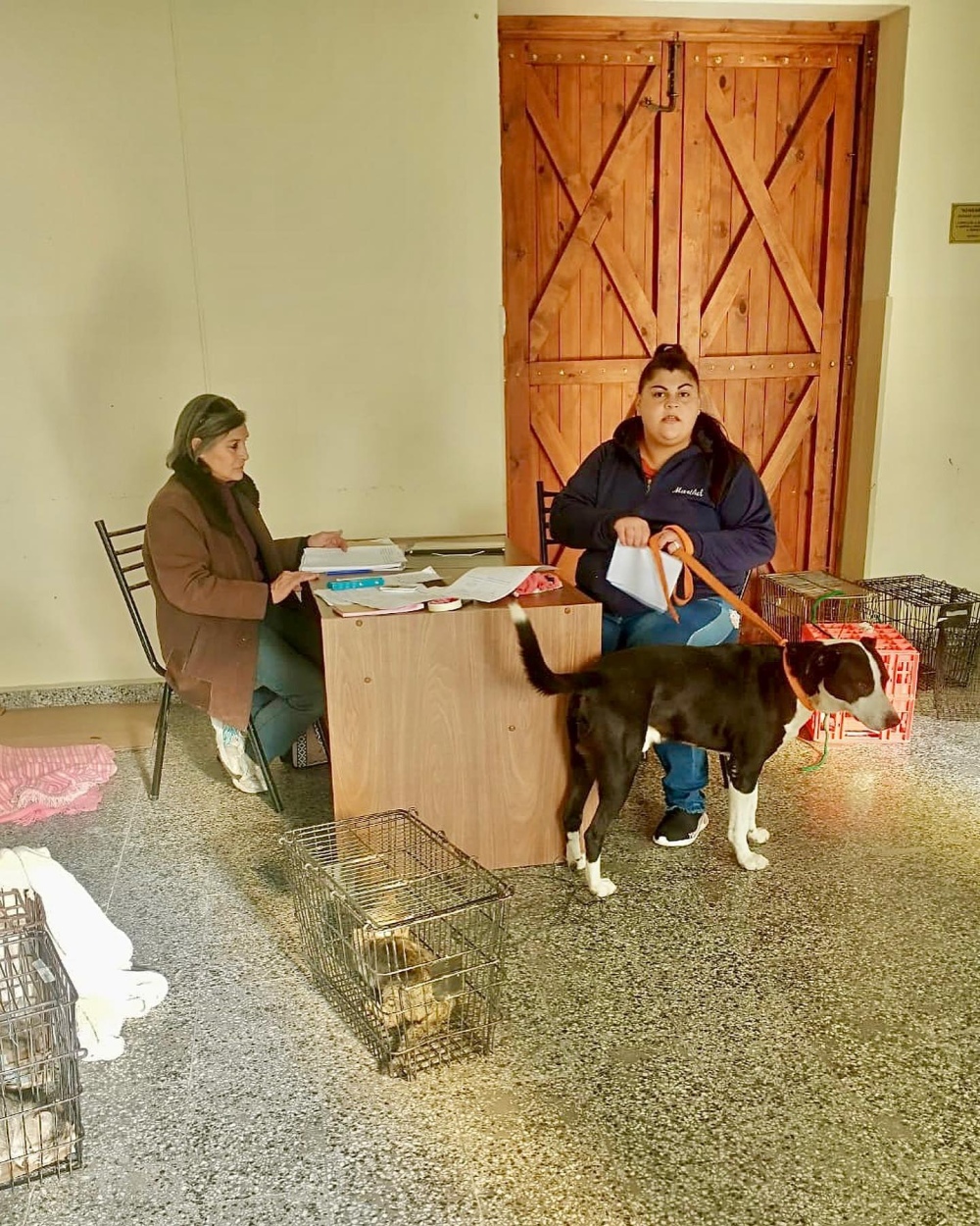 ”Castrar es el único camino para controlar los animales en la calle”