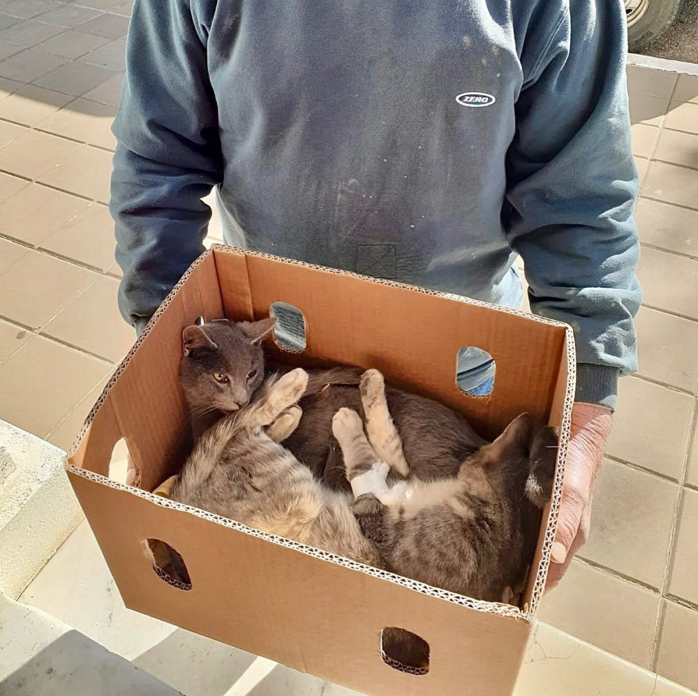 ”Castrar es el único camino para controlar los animales en la calle”