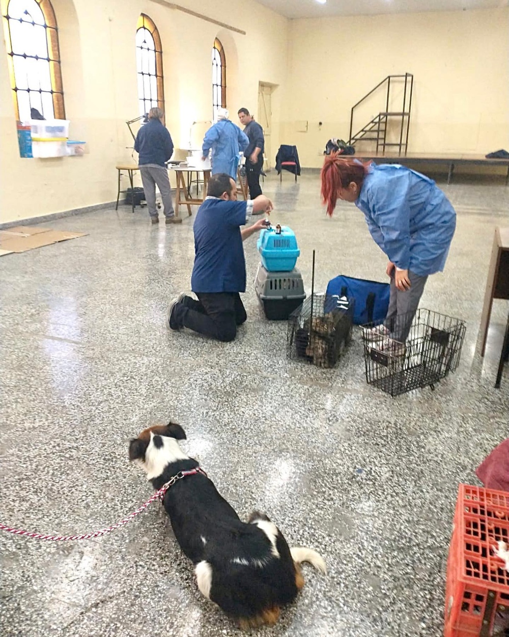 ”Castrar es el único camino para controlar los animales en la calle”