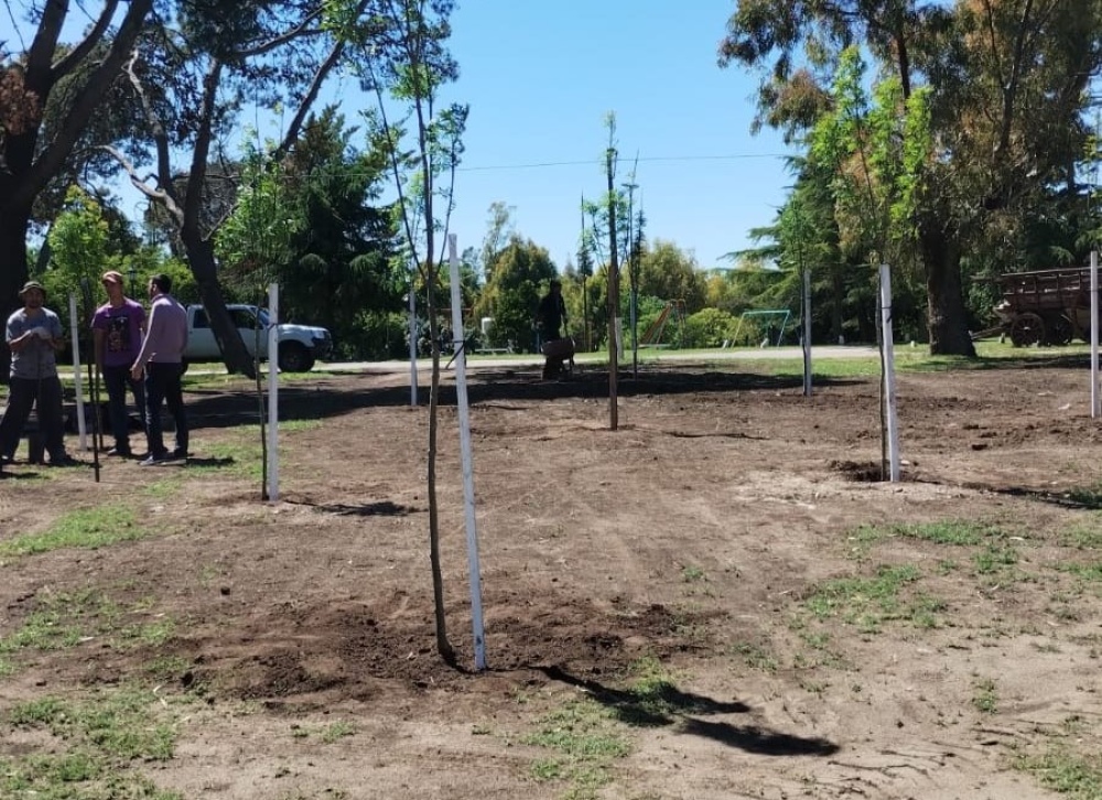 Reforestación en el Parque Municipal