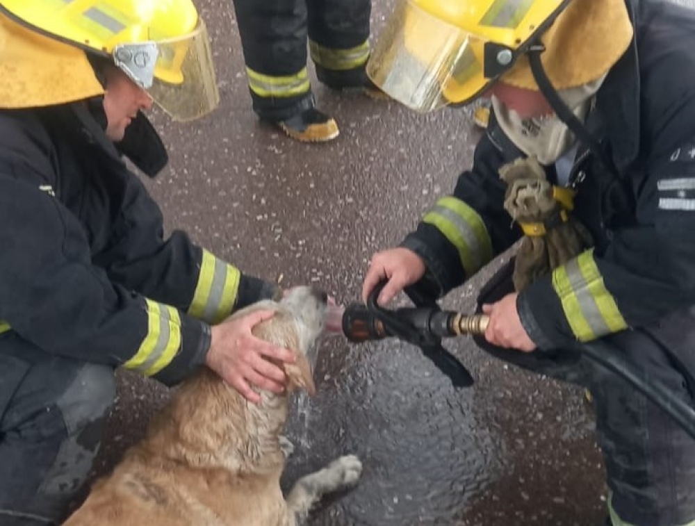 Los bomberos rescataron un perro en el siniestro de calle Ayacucho y Neuquén