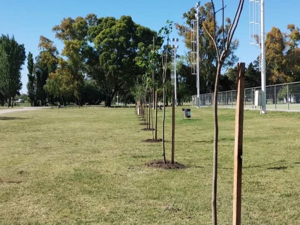 Reforestación en el Parque Municipal