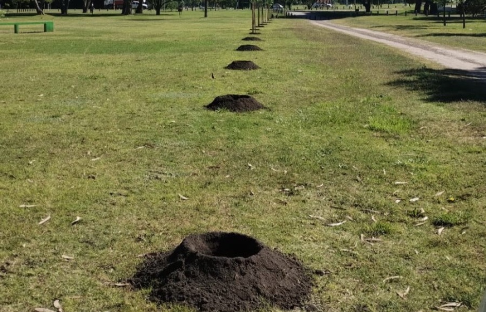 Reforestación en el Parque Municipal