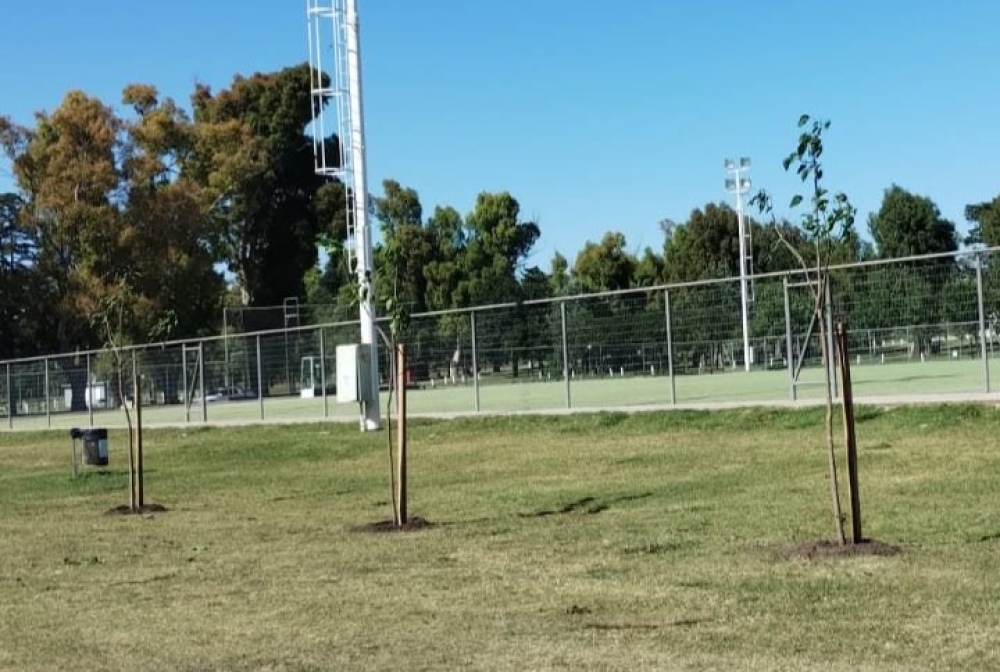 Reforestación en el Parque Municipal