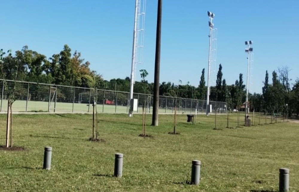 Reforestación en el Parque Municipal