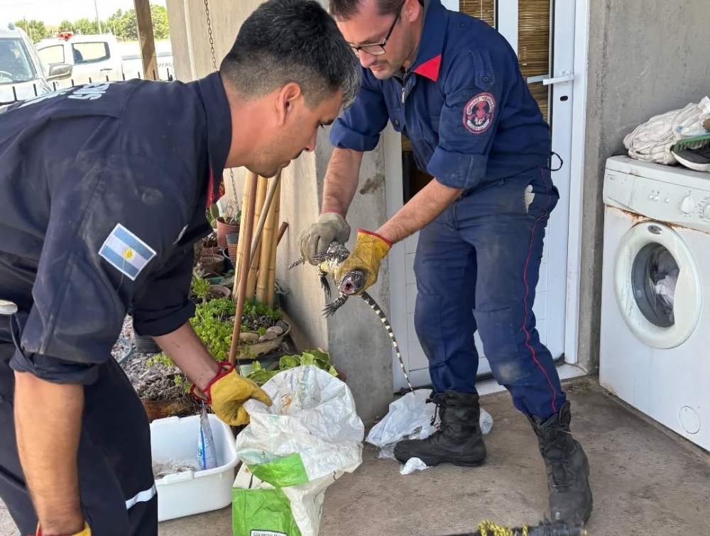 Rescate de Lagarto Overo en Pigüé: Bomberos Actuaron en Calle Ecuador