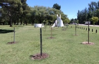 Reforestación en el Parque Municipal