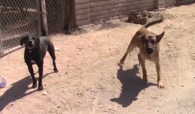 EUGENIO FAVRE: “UN PERRO SIN DUEÑO EN LA CALLE ES RESPONSABILIDAD DEL ESTADO”