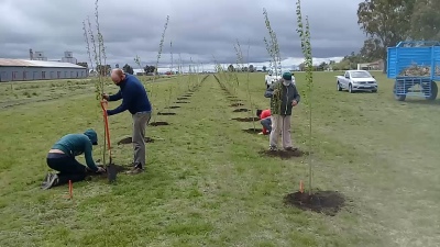 TRABAJOS DE ARBOLADO EN EL DISTRITO