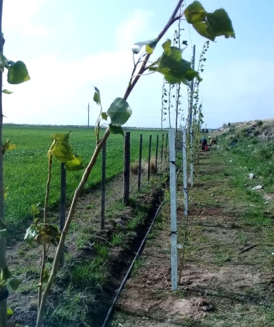 COLOCARON UNA CORTINA FORESTAL EN LA PLANTA DE RECICLADO