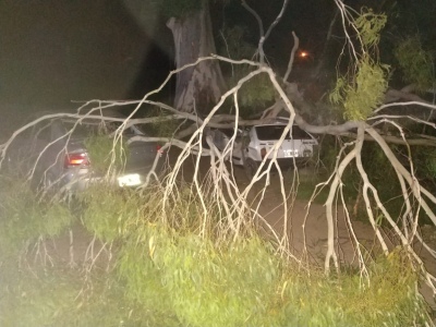 UN ARBOL APLASTÓ A UN AUTO EN EL PARQUE MUNICIPAL