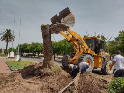 SACARON LA PALMERA DE CASEY Y LUCIO V. LOPEZ