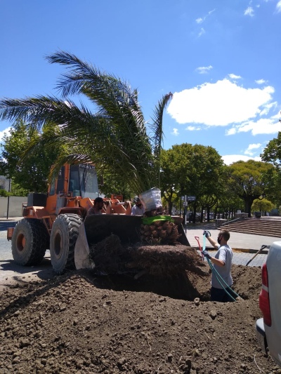 COLOCACIÓN DE NUEVAS PALMERAS