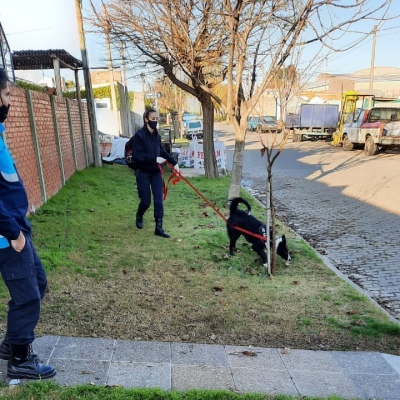 Perros detectores participaron en el operativo de búsqueda de una menor