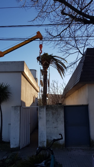 Sacaron una palmera gigante de un domicilio en calle Pellegrini