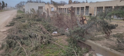 Talaron 20 cipreses en el cementerio para construir nichos