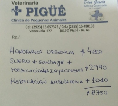 Patitas necesita ayuda para un perro rescatado de la calle