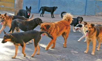 Programa de equilibrio poblacional de perros y gatos