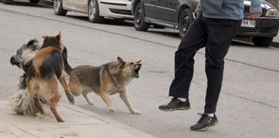 Solicitaron informe sobre el cumplimiento de la ordenanza sobre perros potencialmente peligrosos